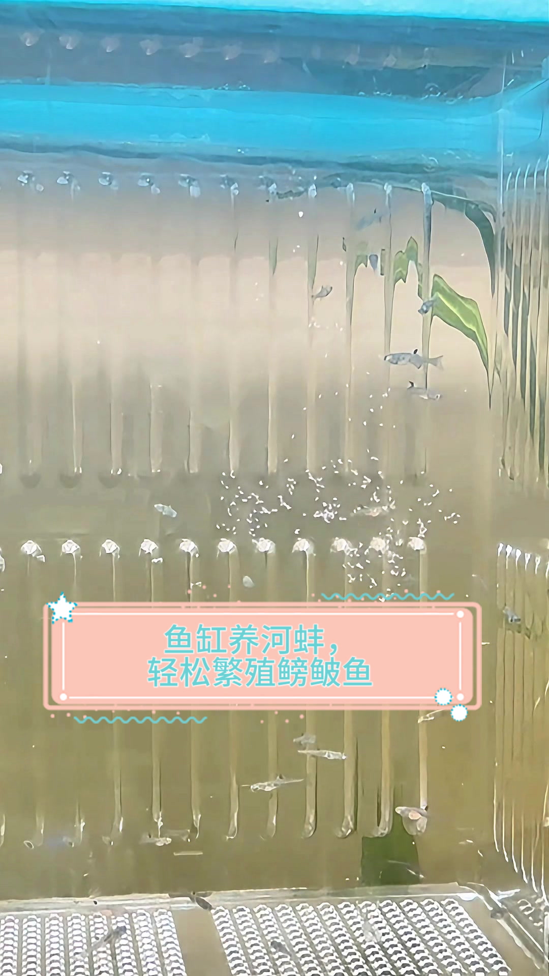 鱼缸养河蚌，轻松繁殖鳑鲏鱼