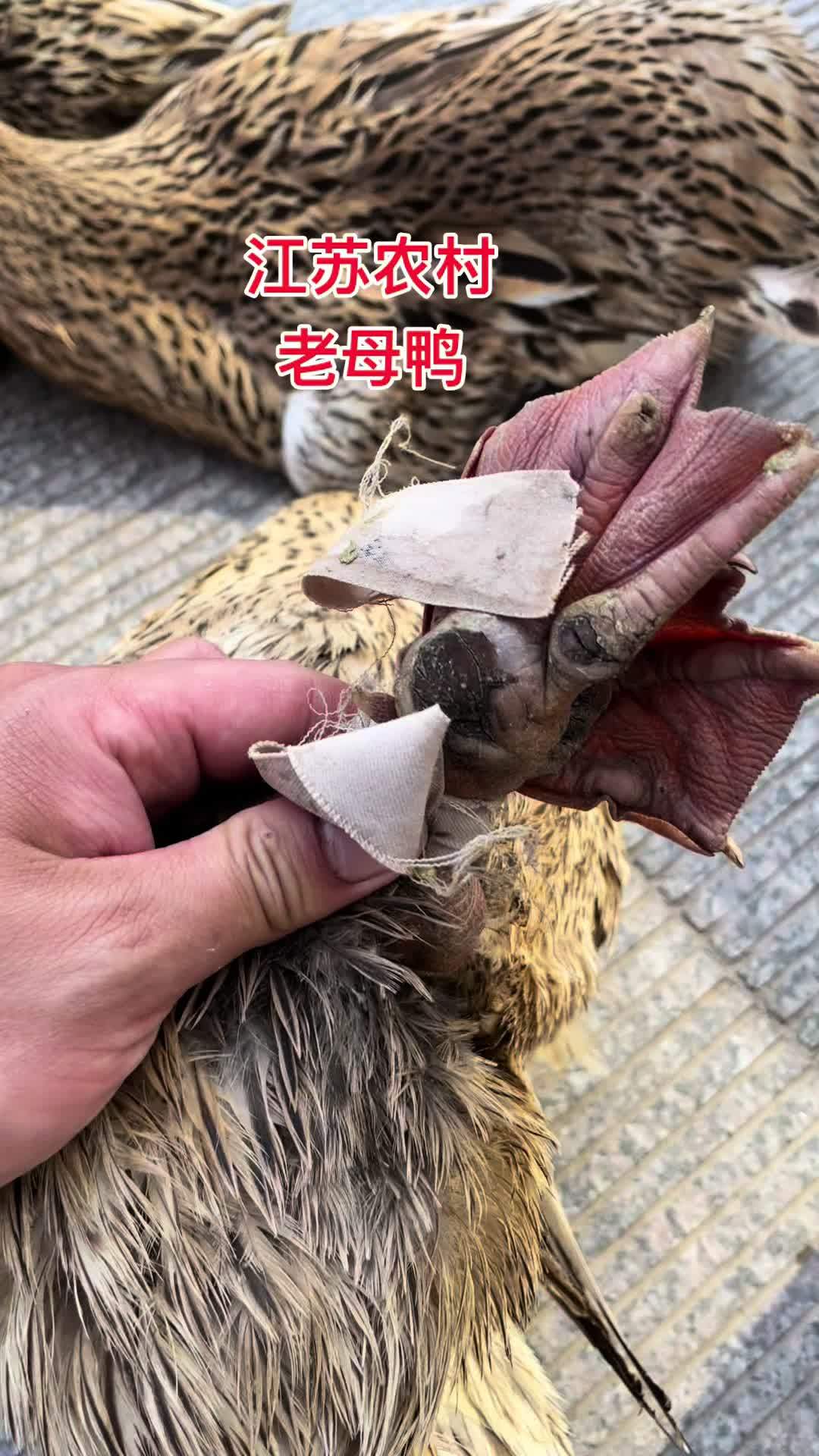 江苏农村散养老母鸭需要私信 土鸭 老麻鸭 老鸭汤 苏北农村