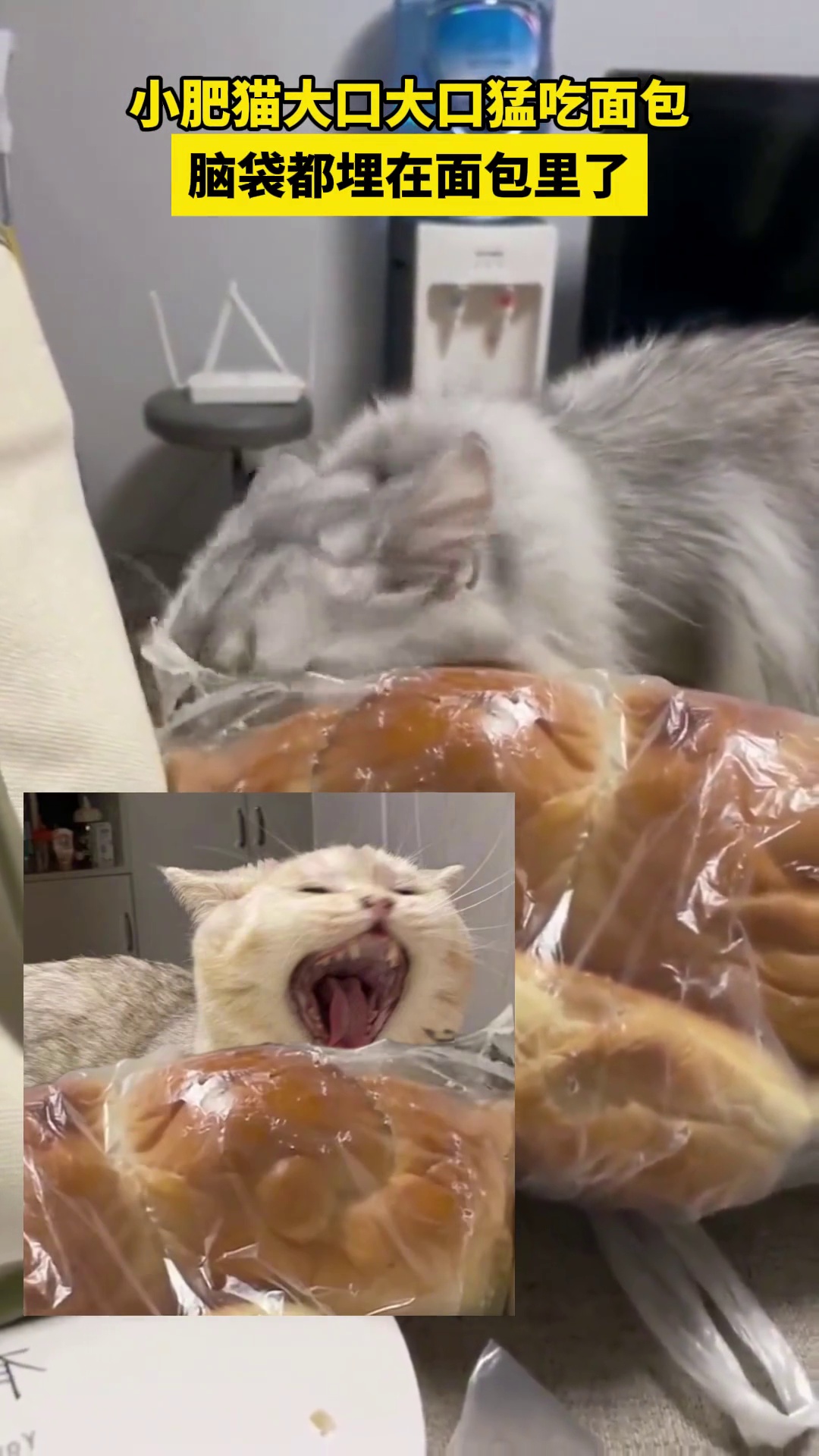 小猫大口吃面包,脑袋都埋在面包里:像小孩翻垃圾桶