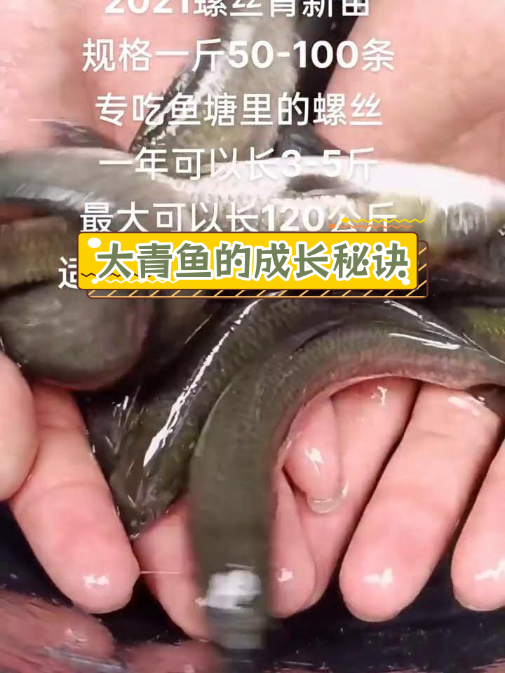 青鱼吃螺丝,一年长3-5斤