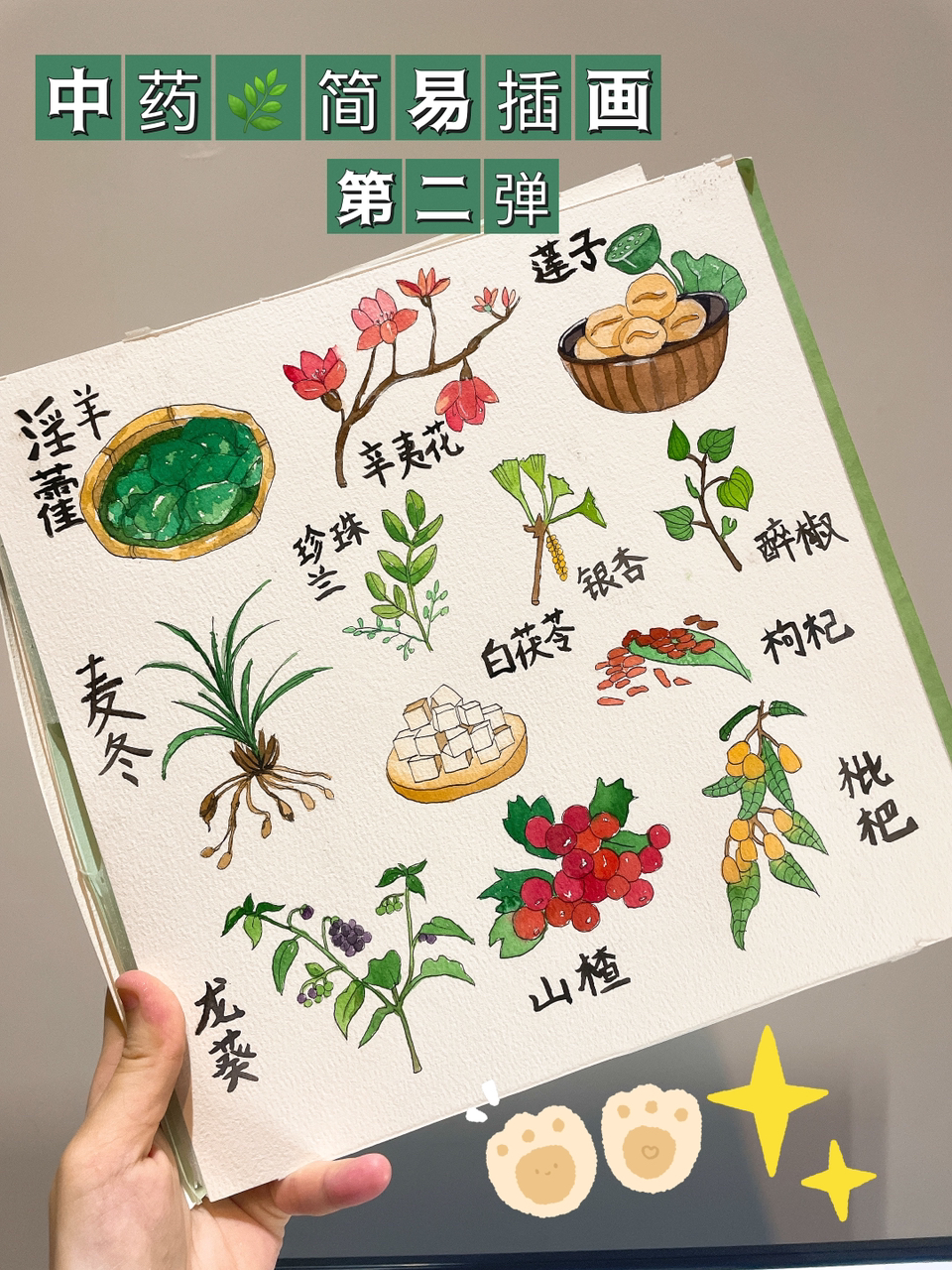 中药手绘插画合集第二弹～他们来啦