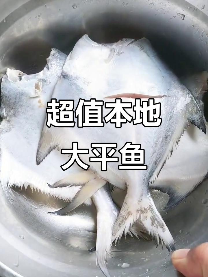 早晨捕捞大平鱼,50元一斤超值美味