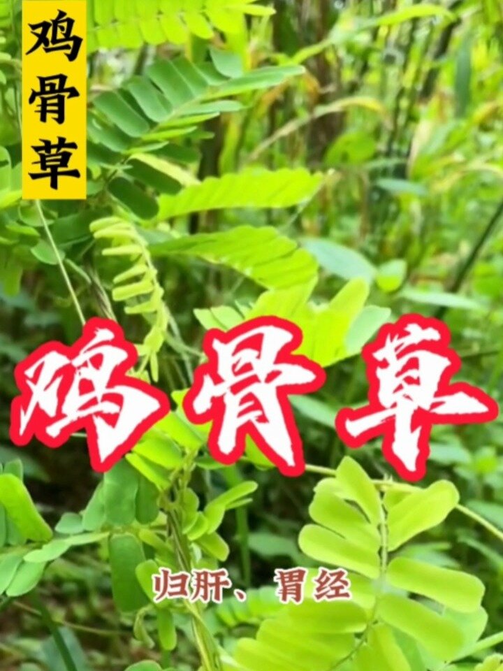 野生植物 鸡骨草(籽有毒)现在农村很少见
