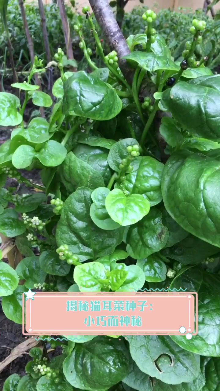 揭秘猫耳菜种子:小巧而神秘