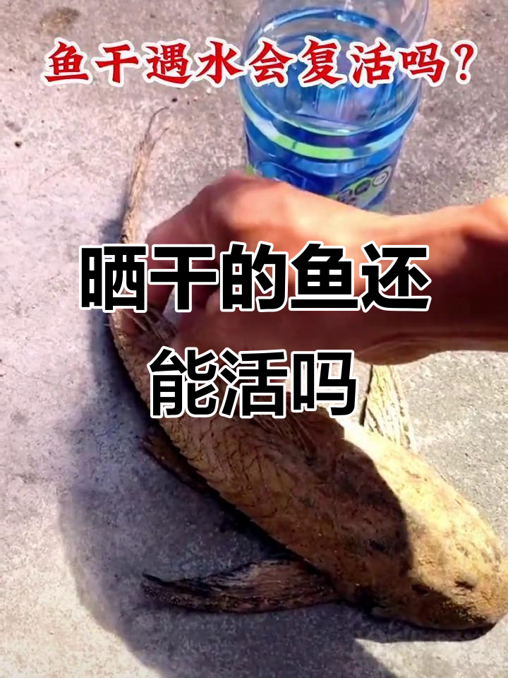 晒干三个月的鱼，遇水竟然能复活！