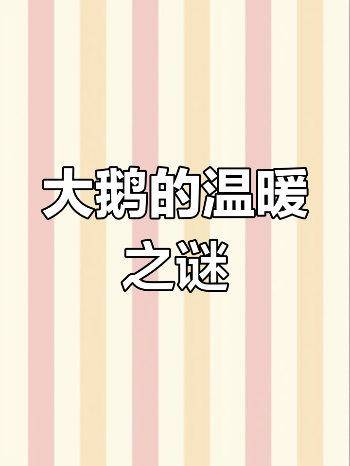 大鹅意外受伤,背后竟有暖心秘密!