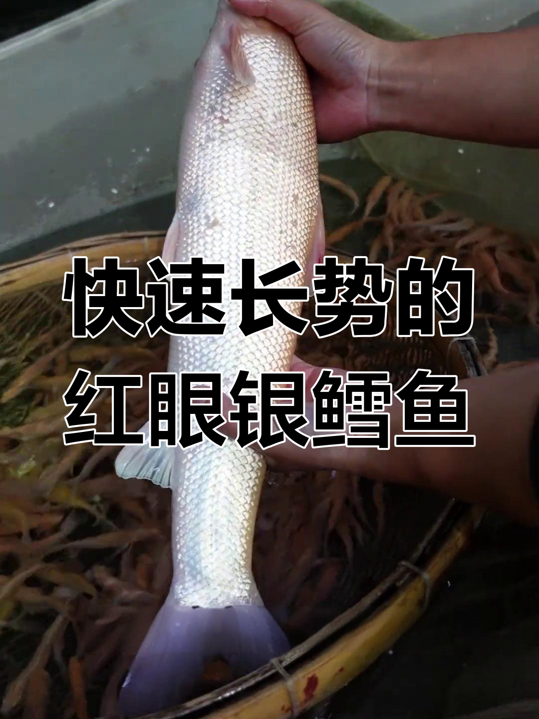 红眼银鳕鱼:生长迅速,抗逆性强,适合各地养殖