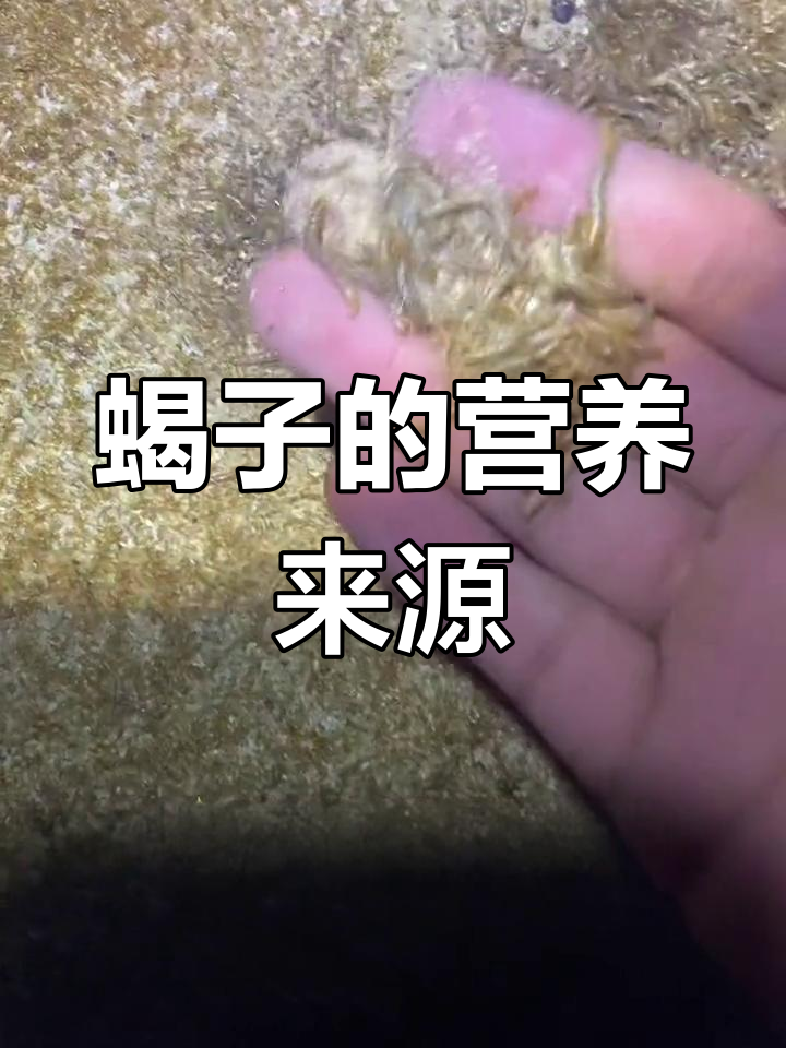 蝎子养殖的秘密饲料
