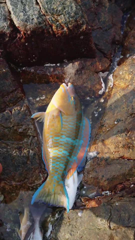 多彩黄腊鱼太好看了吧!?