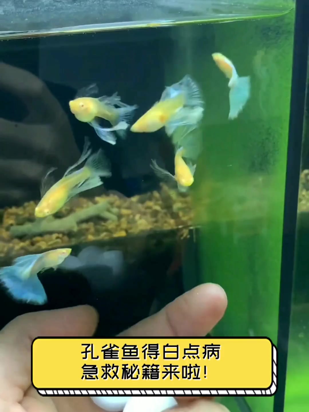孔雀鱼得白点病,急救秘籍来啦!