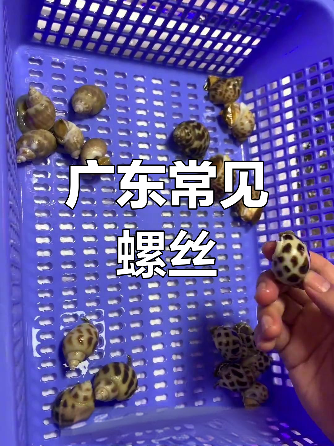 广东常见螺类品种大揭秘,口感轻便又美味