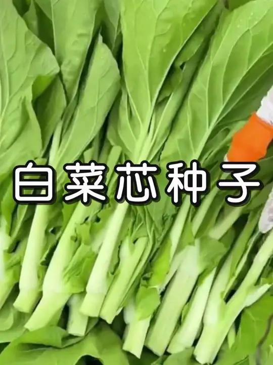 白菜苔种子种籽菜种苔菜四季菜心菜苔蔬菜种子