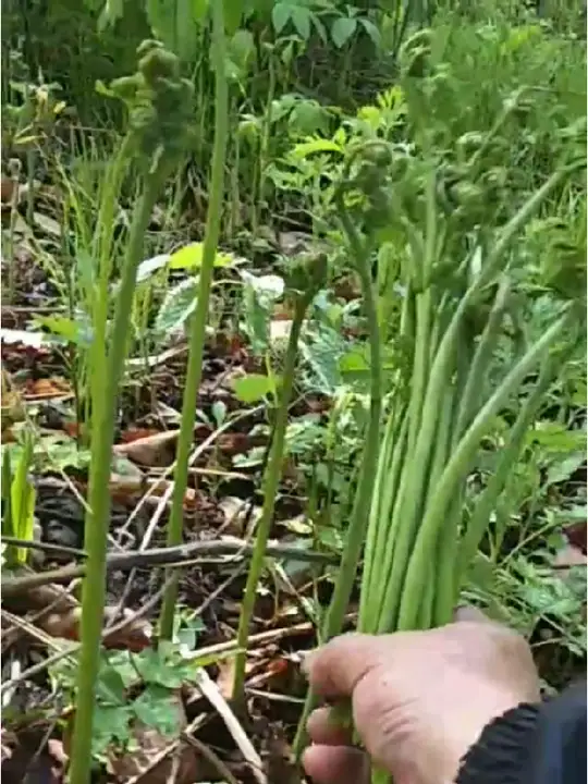 采蕨菜,体验山间采摘的乐趣