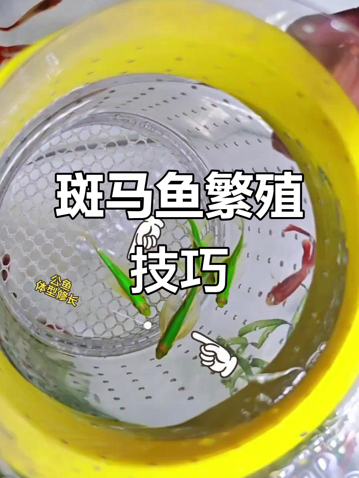 蝶翼斑马鱼产卵全纪录，新手必看！