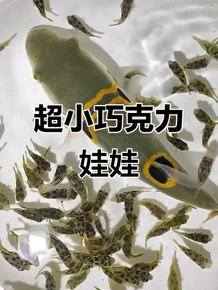 眼镜娃娃与巧克力娃娃:两款超萌观赏鱼,带你了解河豚的魅力