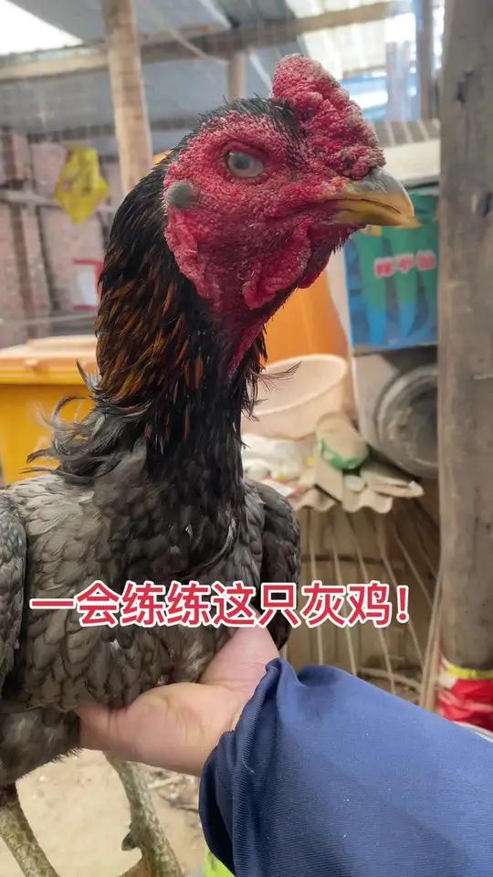 一会练练这只灰鸡!斗鸡战斗公鸡斗鸡高质量斗鸡公鸡中的战斗机