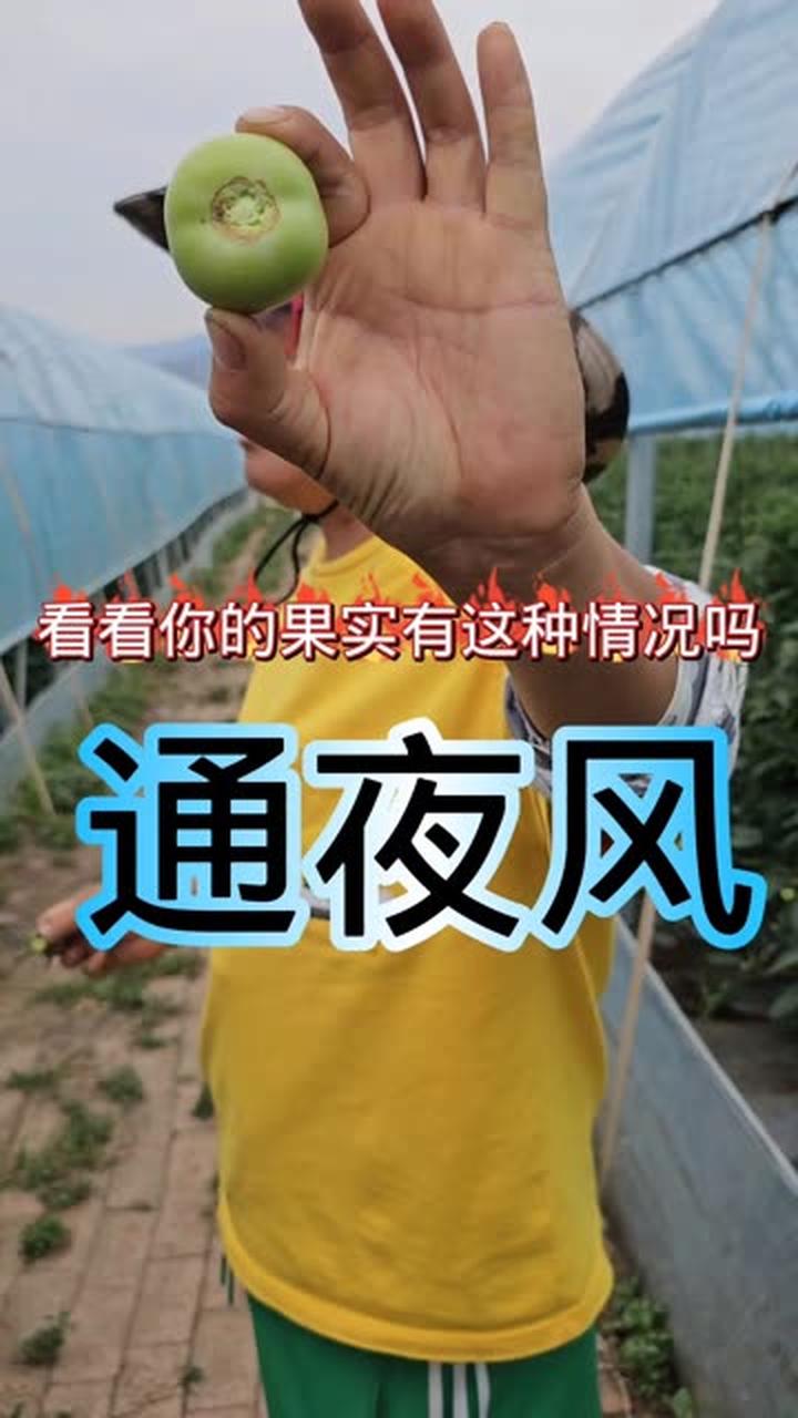 沈老师大棚蔬菜种植技术指导 番茄种植与管理技术