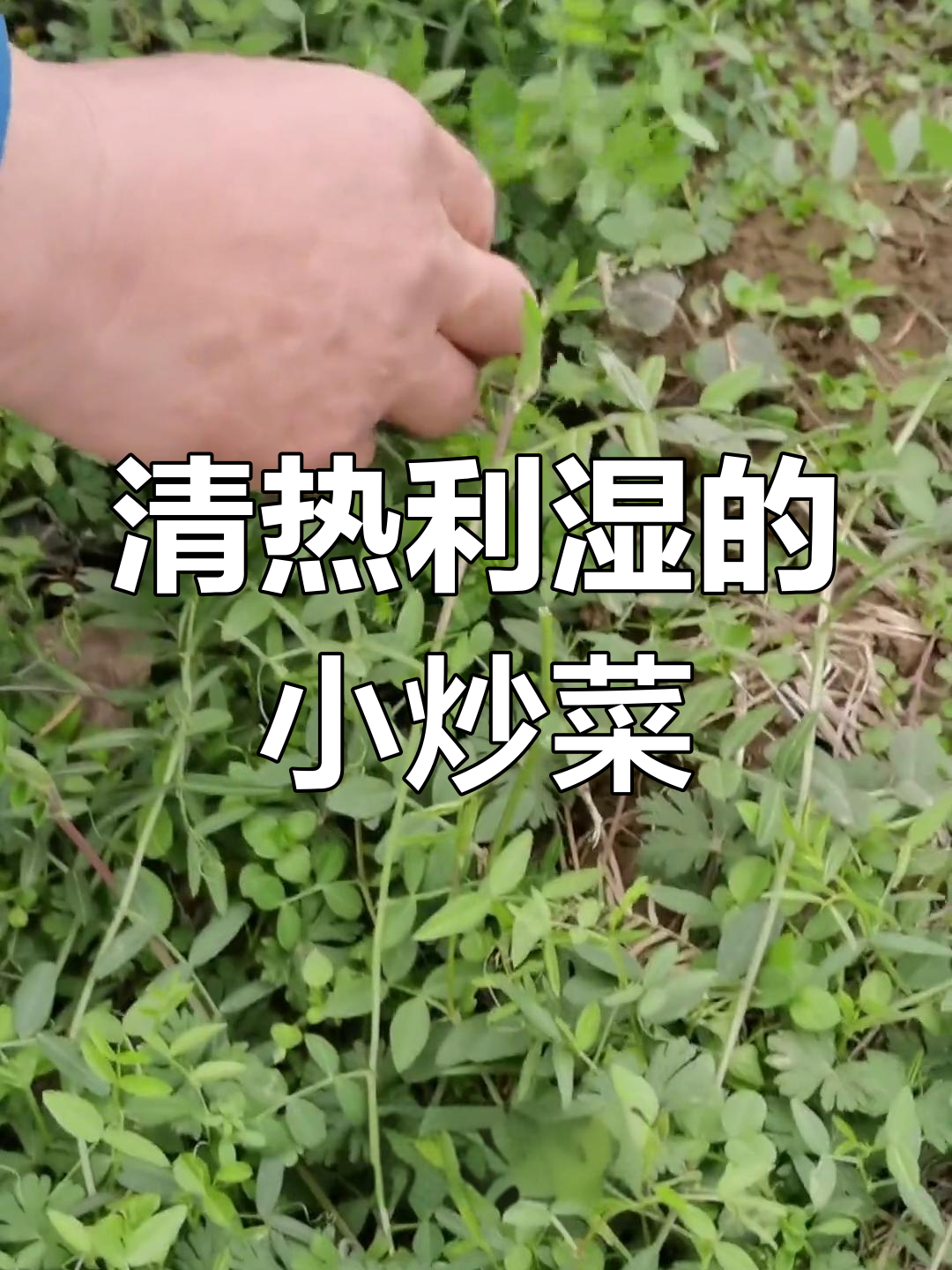 小巢菜的独特功效与应用
