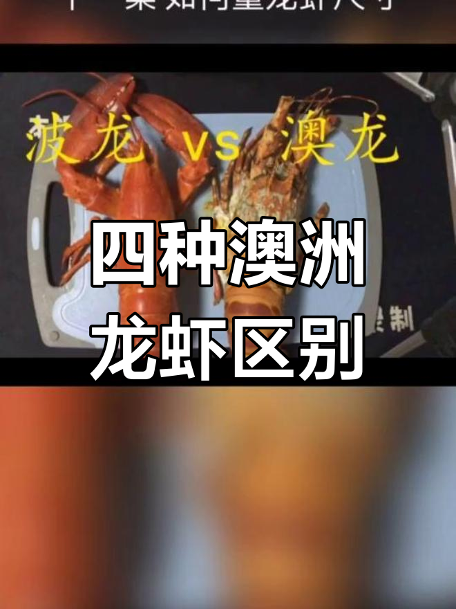 澳洲龙虾大揭秘:四种常见品种你了解吗?
