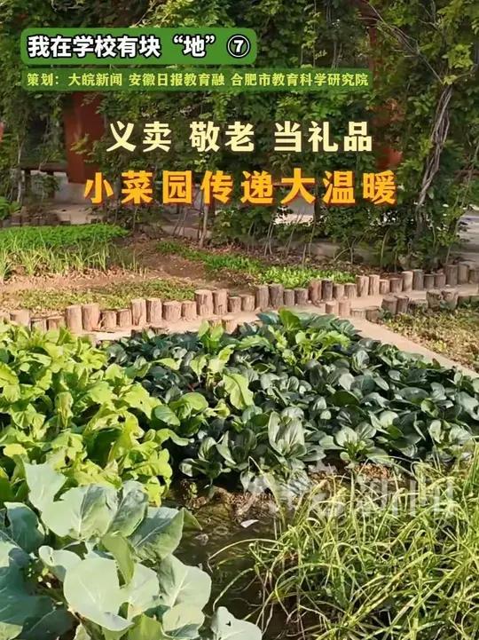 义卖、敬老、当奖品,小菜园传递大温暖  皖新闻讯 深秋时节,肥东县实验小学浮槎路校区“采薇