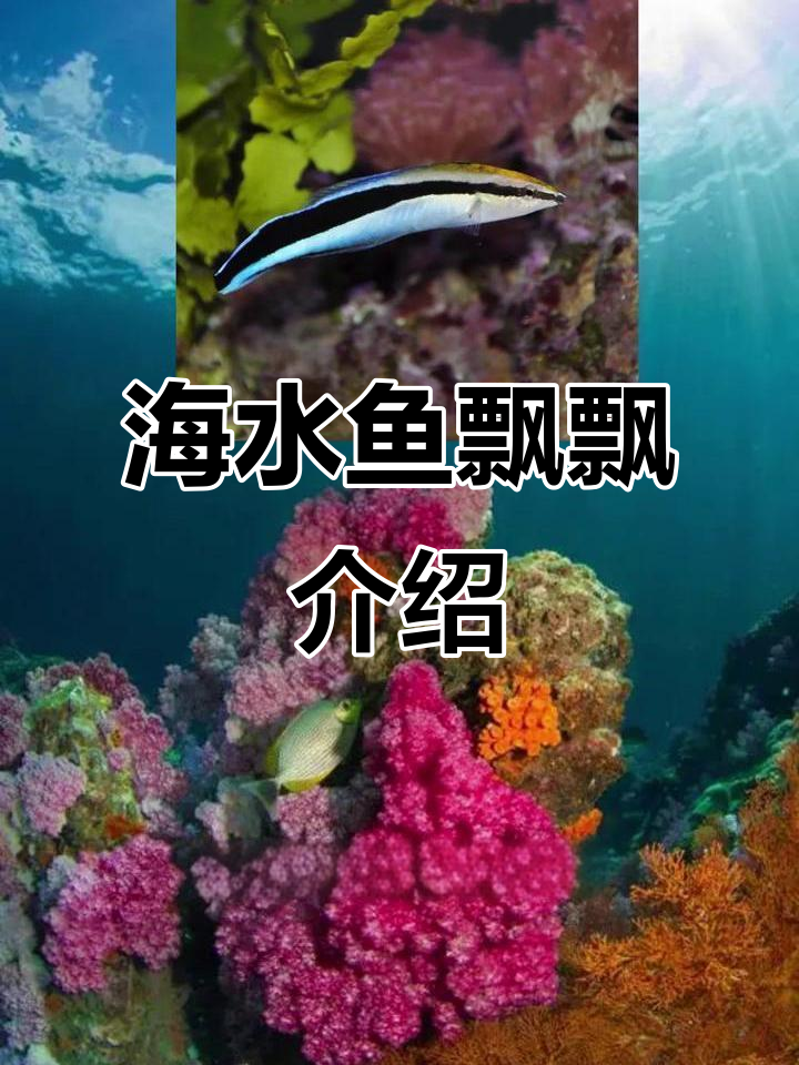 海水鱼飘飘:寄生虫杀手还是白点病克星?