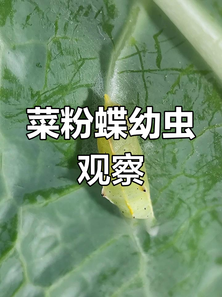 菜粉蝶幼虫成长记:从卵到青虫,揭秘蝴蝶的蜕变过程