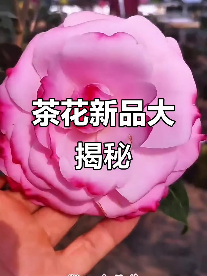2023年带你了解茶花新品种,你认识几种?