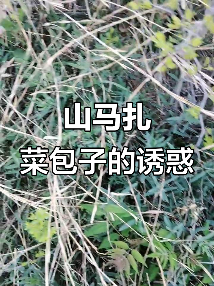 野菜包子鲜亮美味,山马扎菜的独特风味