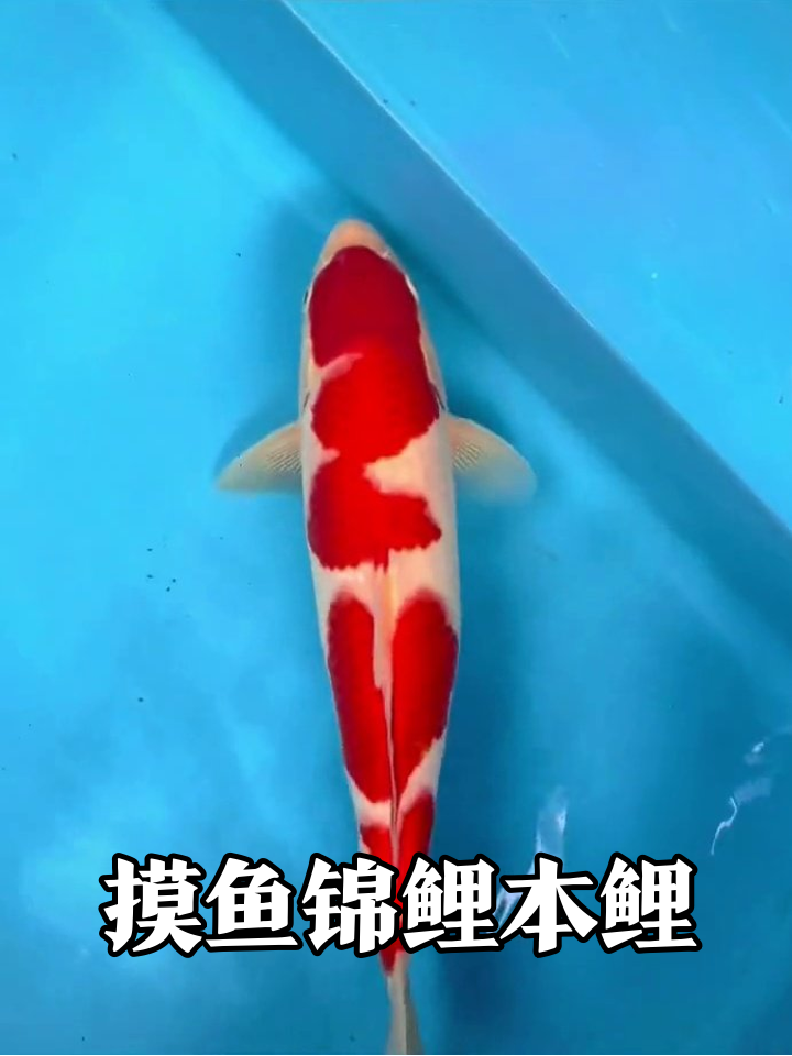 锦鲤摸鱼姿势太标准!蓝色池里花式划水还量体长
