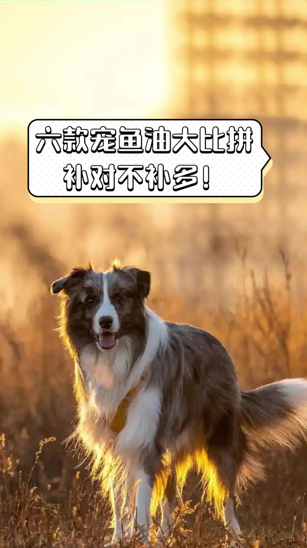 六款宠鱼油大比拼,补对不补多!