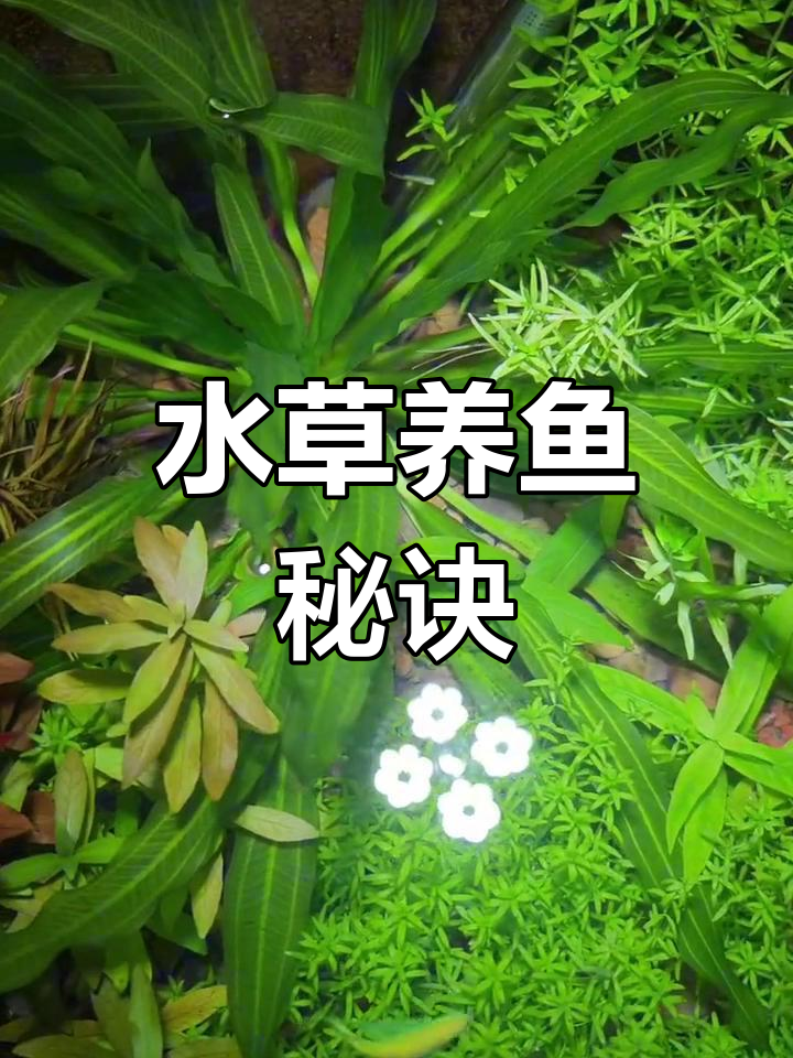 活体水草打造自然鱼缸生态