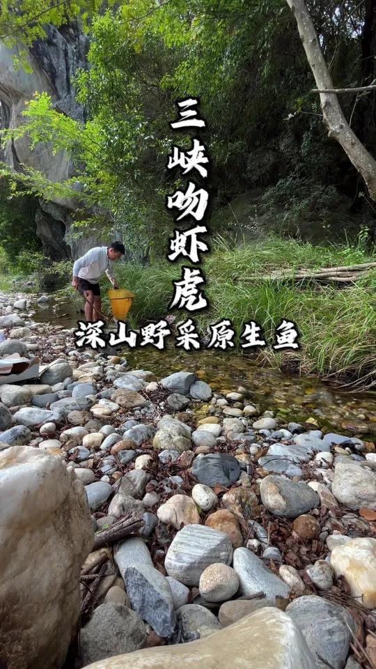好羡慕你们都可以买鱼,而我只能出去野采 大自然的搬运工 养鱼日记 野采原生鱼 三峡吻虾虎