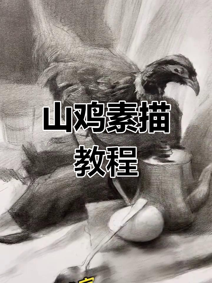 素描山鸡全过程解析
