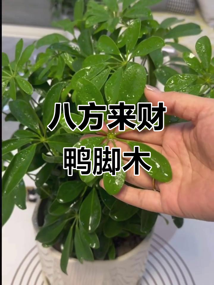 澳洲鸭脚木:空气净化神器,四季常绿又驱蚊