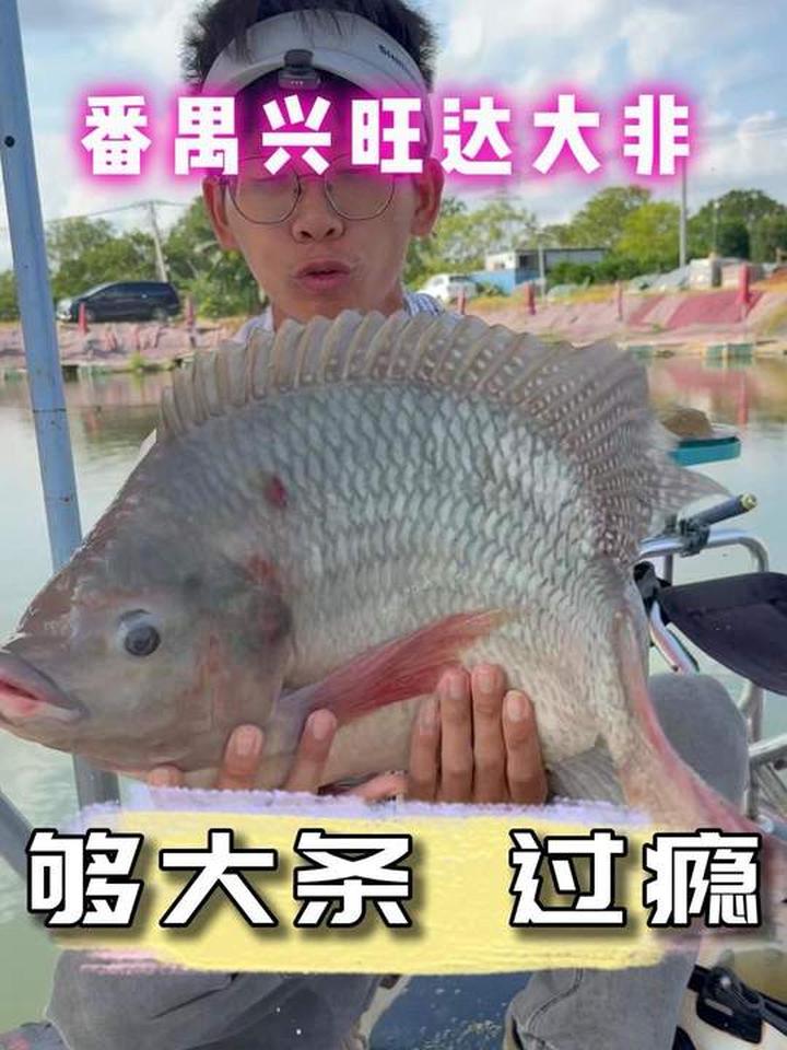罗非要够大条，才过瘾！