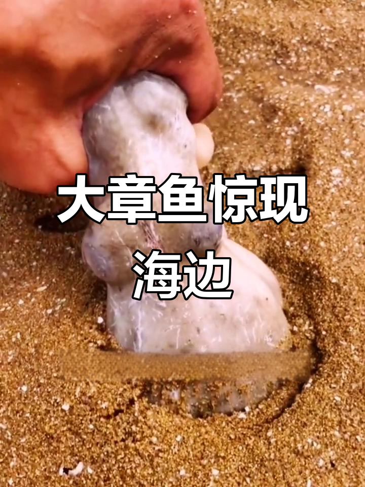 赶海抓大章鱼,十斤重巨无霸来袭!