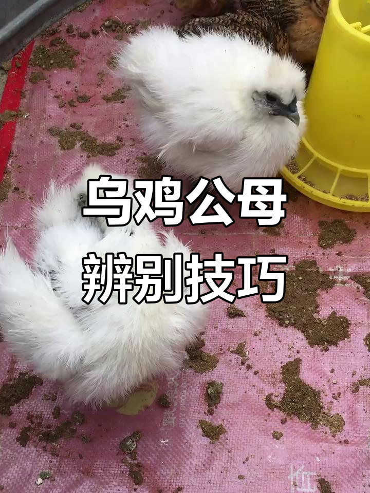 如何分辨乌鸡公母？这两只小家伙长得真快