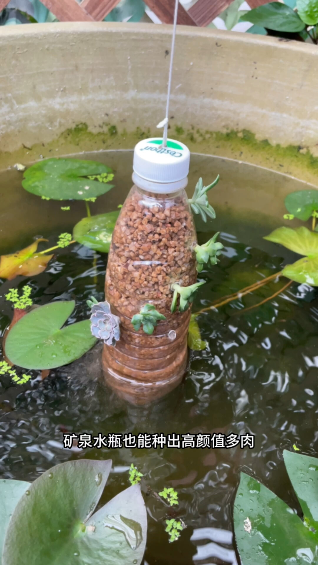 矿泉水瓶不要扔,用它种高颜值的多肉