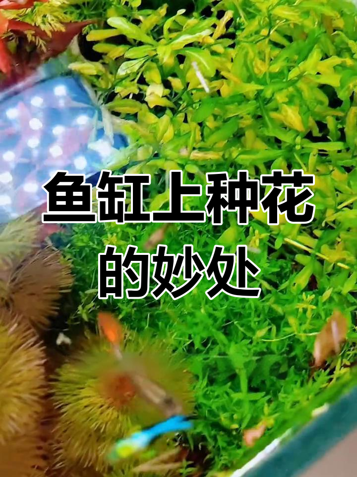 鱼缸种花,水质更清新!这些植物帮你净化水源