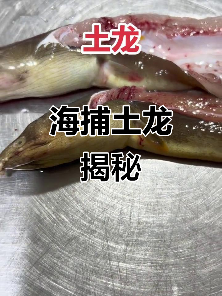 土龙海捕大揭秘,金黄色肉质让人惊艳