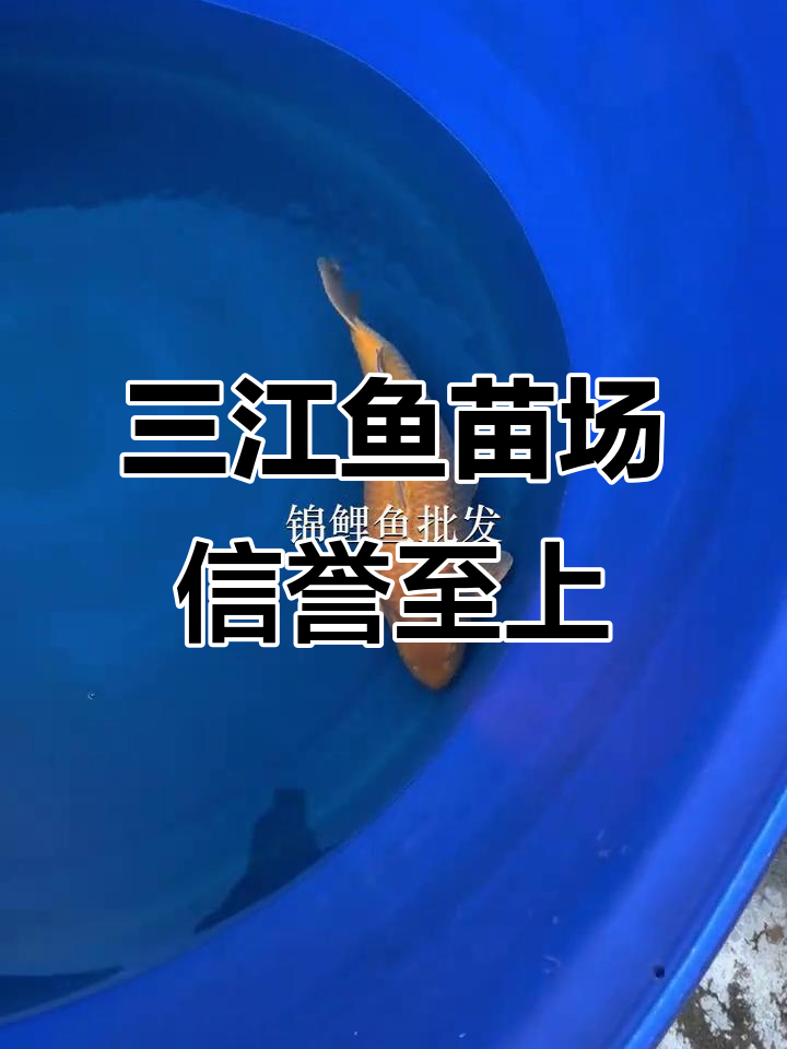 柳州市三江鱼苗场:质量与信任并重,放生锦鲤见证真心