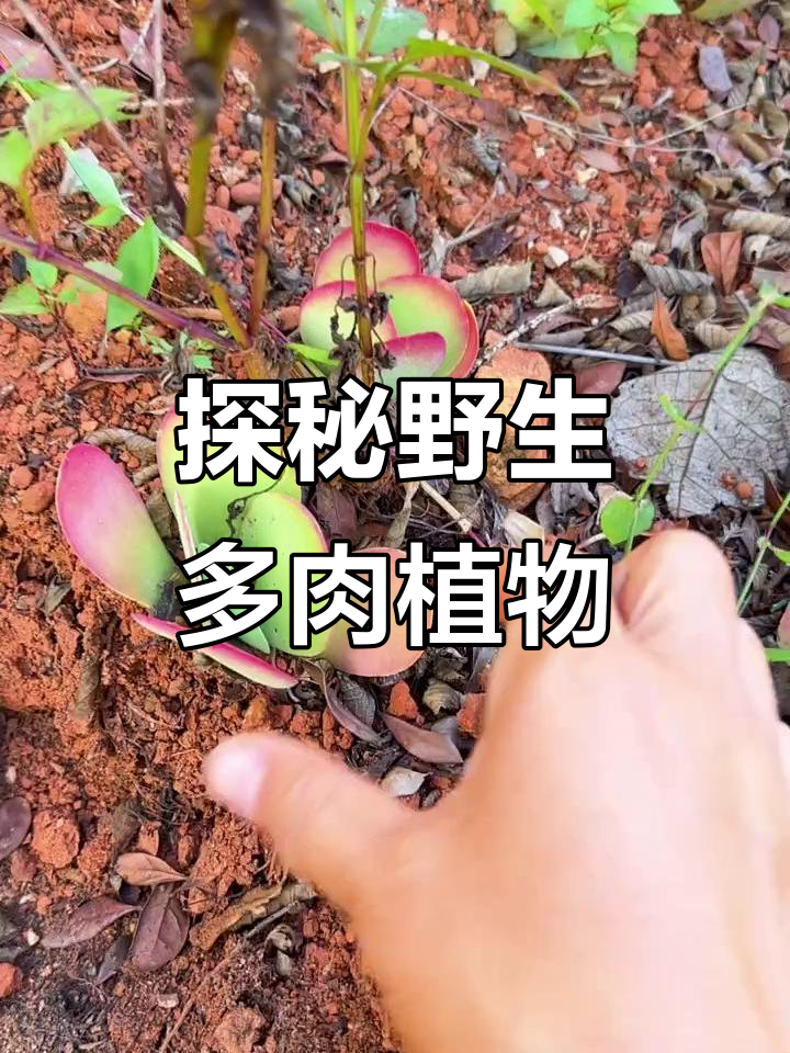 悬崖峭壁上的野生多肉,唐印和紫乐的奇妙之旅