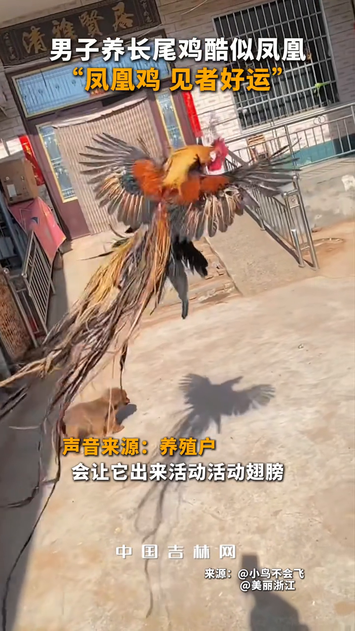 男子养长尾鸡酷似凤凰