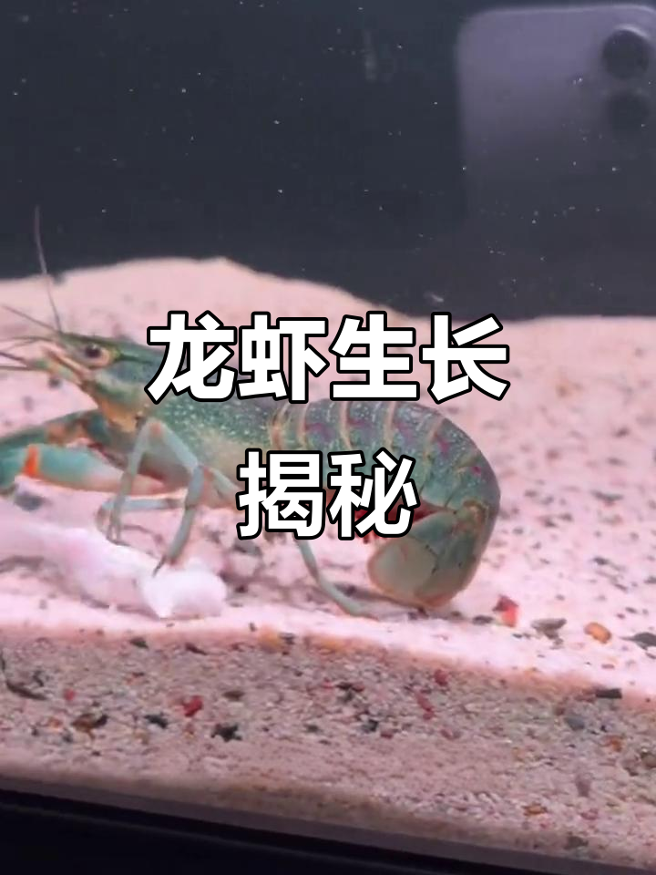 龙虾成长全纪录,从孵化到成虾的惊人过程!