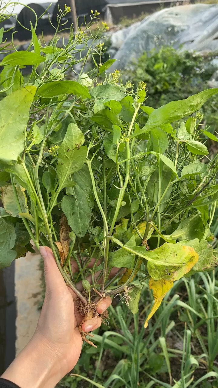 今天摘了超大棵野葛菜|鸡肉菜|煲汤太香