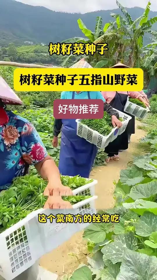 这个菜您吃过吗