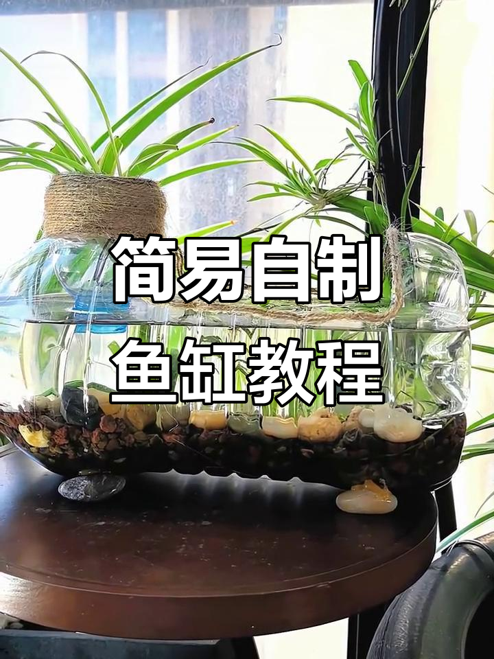 自制生态小鱼缸，轻松打造迷你水族世界