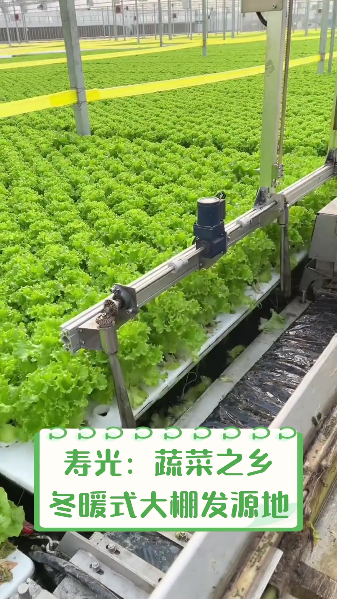 寿光:蔬菜之乡,冬暖式大棚发源地