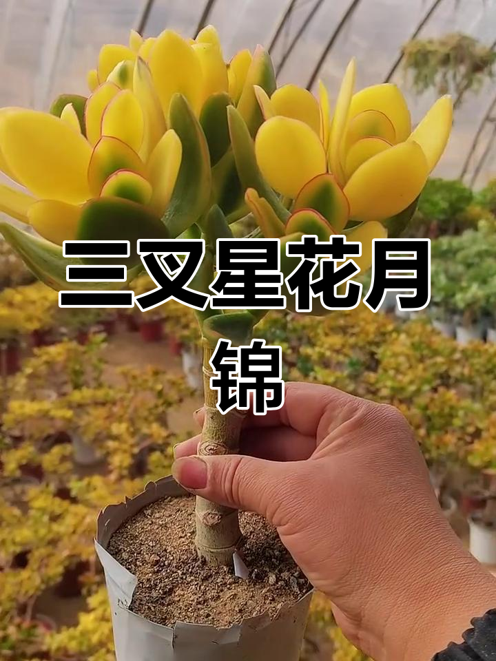 独杆三叉星花月锦,落日之雁新品亮相