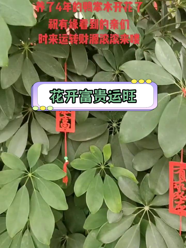 鸭掌木开花,招财进宝好运来